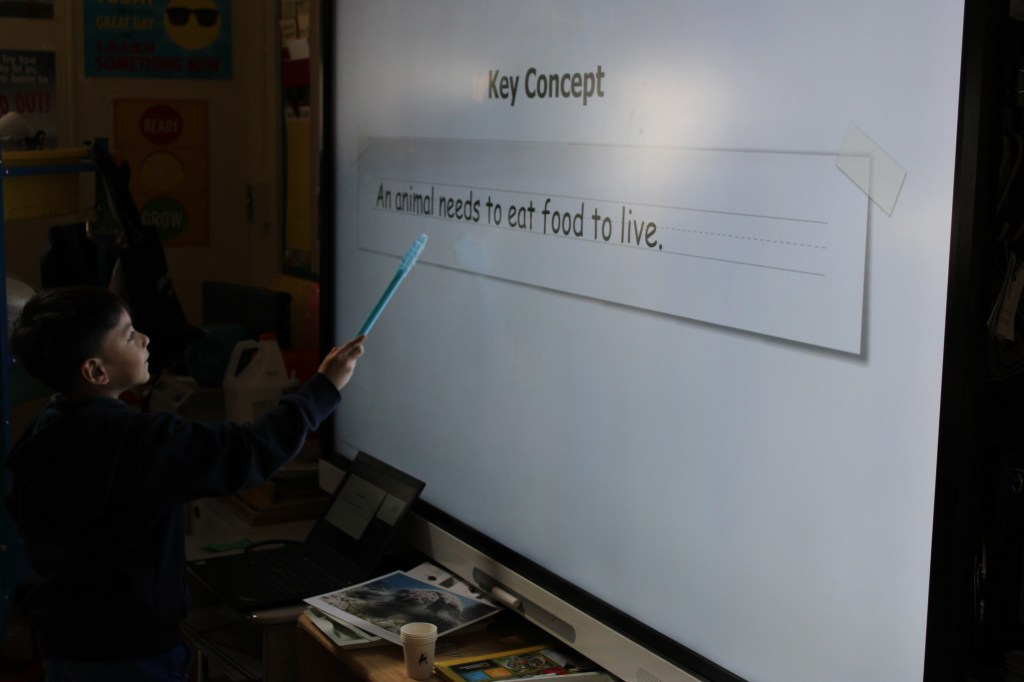 Student is looking and pointing at the SmartBoard